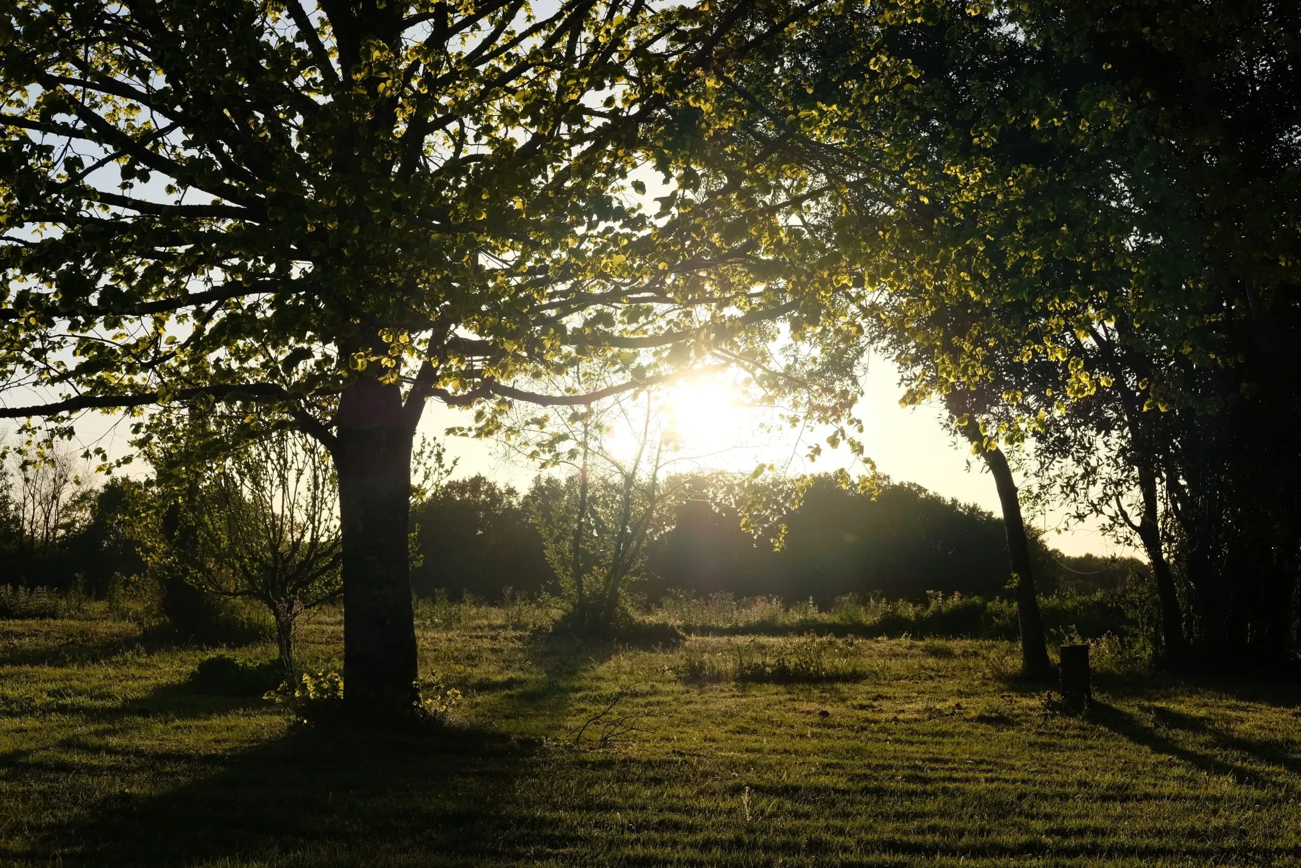 Espace vert arboré au coucher du soleil offrant un cadre apaisant et naturel