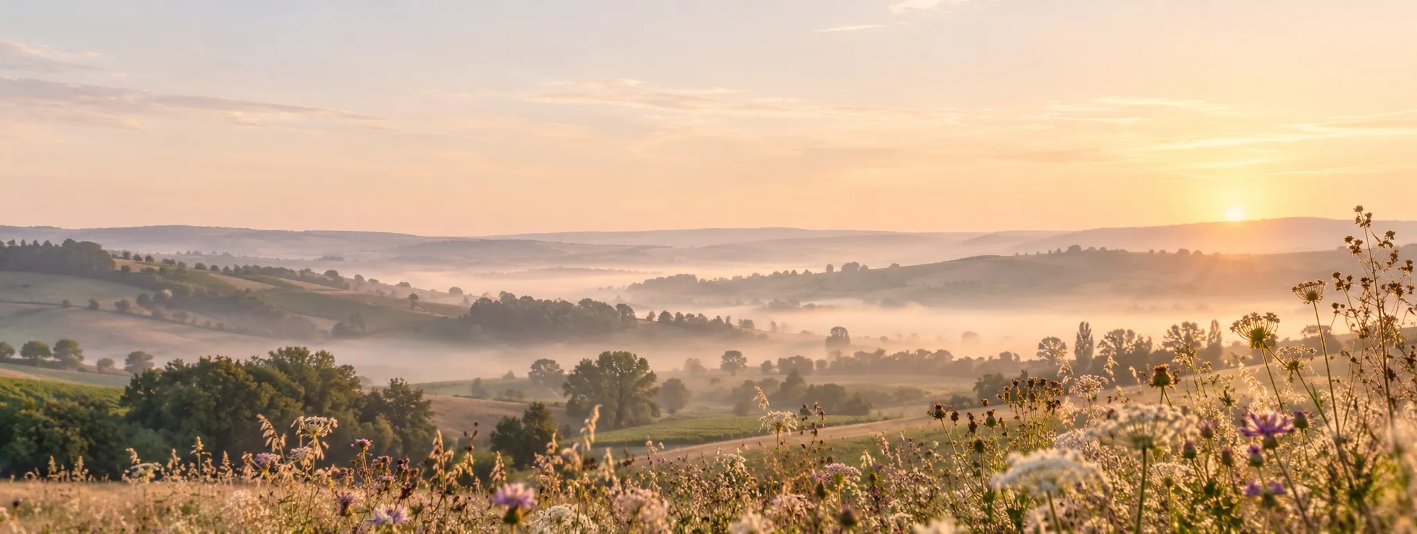 Paysage vallonné de la Haute-Saintonge dans une lumière dorée